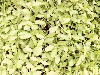 Full frame shot of fresh green leaves