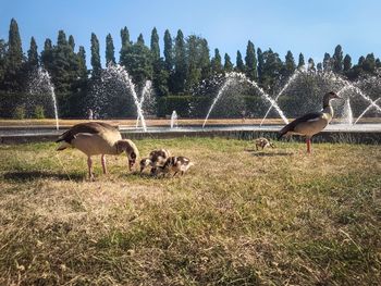 View of birds on field