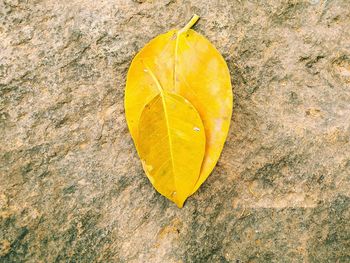 High angle view of yellow leaf on rock