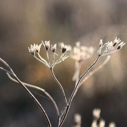 Close-up of wilted plant