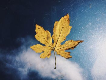 Close-up of yellow maple leaves