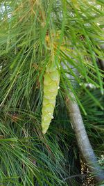 Close-up of leaves on plant