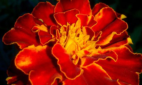 Close-up of red flower