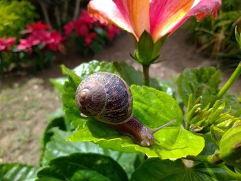 Close-up of snail on flower