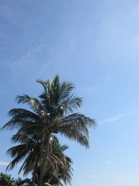 Low angle view of palm tree against blue sky