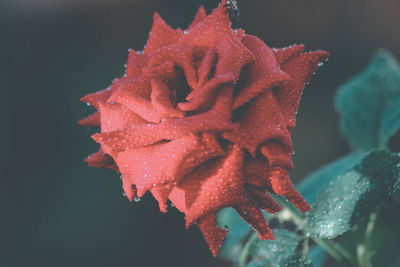 Close-up of water drops on red rose