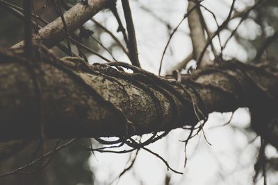 Close-up of rusty metal on tree