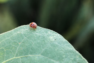 Close-up of ladybug on leaf