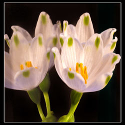 Close-up of white flowers