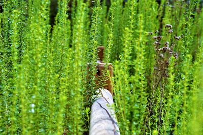 Cracked railing amidst plants