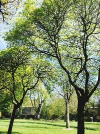 Trees in park