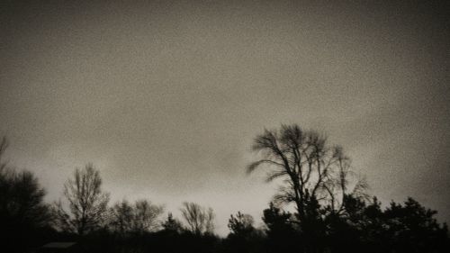 Low angle view of bare trees against sky