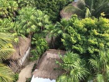High angle view of palm trees in forest