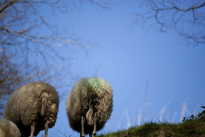 Low angle view of sheep on field against sky