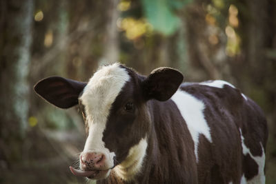 Portrait of cow on field