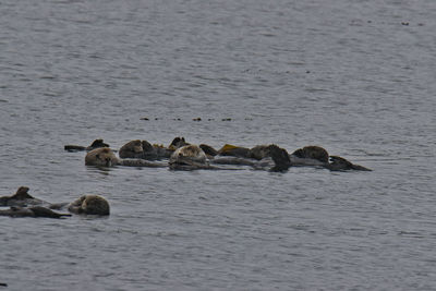 View of animal swimming in sea