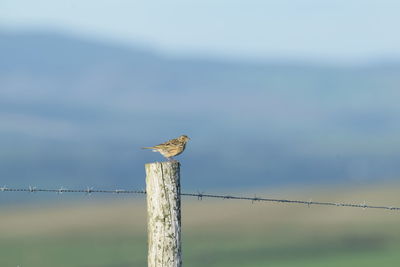 Seagull perching on wooden post