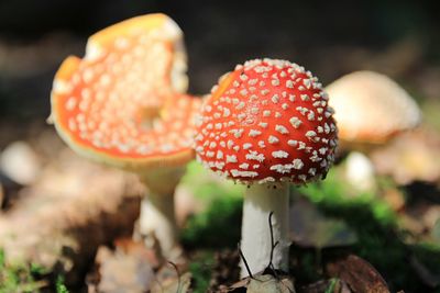 Close-up of mushroom growing in forest
