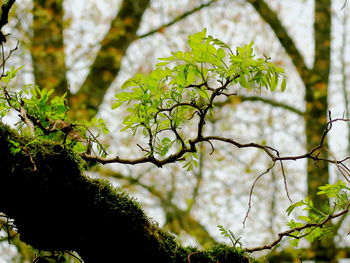 Close-up of flower tree