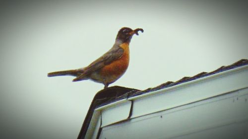 Low angle view of birds perching on tree