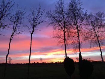 Silhouette of trees at sunset