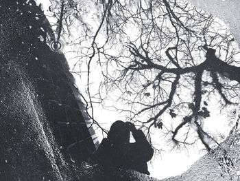 Low angle view of bare trees in winter