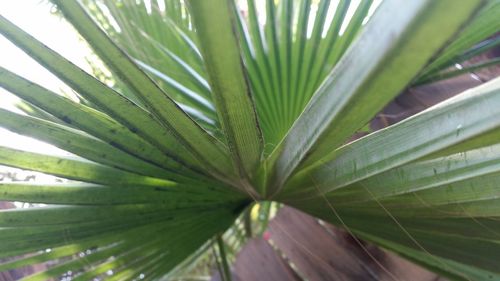 Close-up of plant