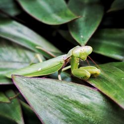 Praying mantis hiding in foliage 