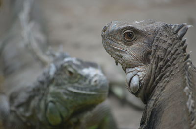 Close-up of lizard