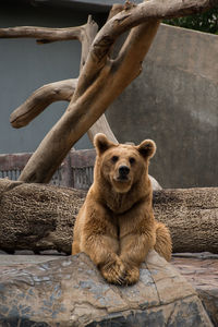 Portrait of lion sitting on tree at zoo