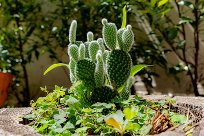 Close-up of succulent plant