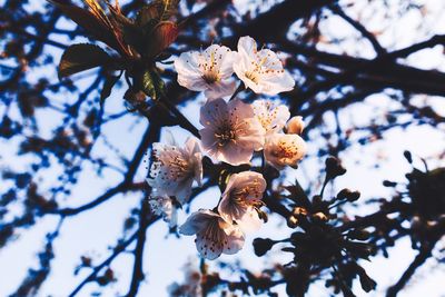 Close-up of cherry blossoms on tree