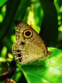 Close-up of insect on plant