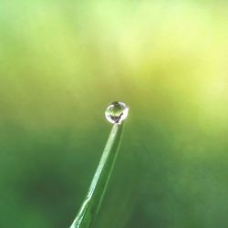 Close-up of water drops on leaf
