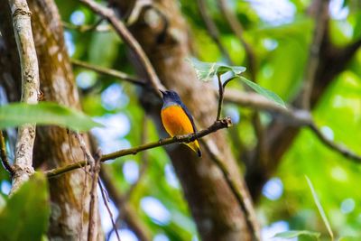 Close-up of bird perching on branch