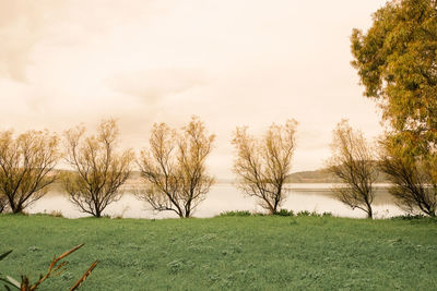 Trees on field against sky