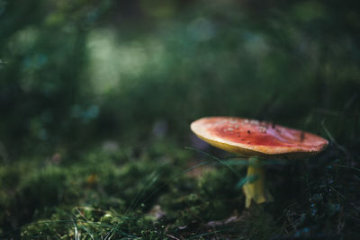 Close-up of mushroom growing in forest