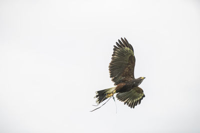 Low angle view of eagle flying against clear sky