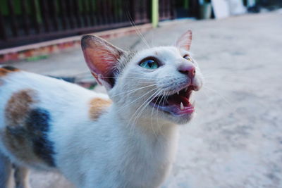 Close-up of cat meowing