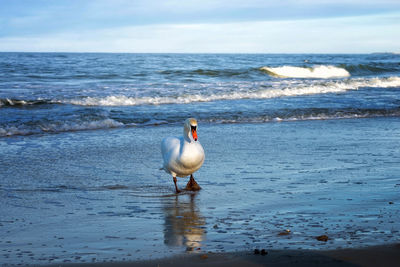 Seagulls perching on shore at beach