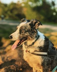 Close-up of a dog looking away