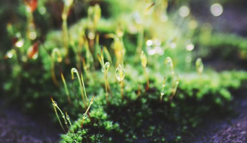 Close-up of plant against blurred background