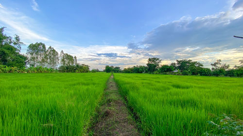 Rice field, thailand