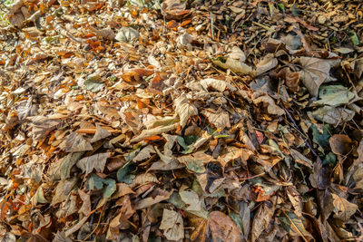 High angle view of fallen maple leaves