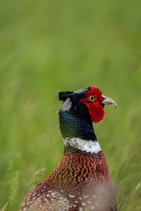 Close-up of a bird looking away