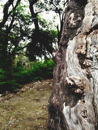 Close-up of tree trunk in forest
