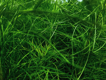 Full frame shot of green grass