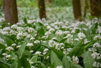 Close-up of flowering plants on land