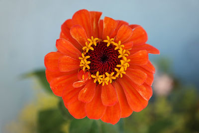 Close-up of orange flower