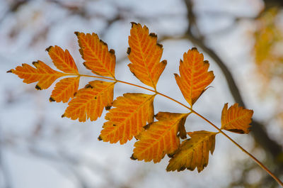 Close-up of maple leaves against blurred background